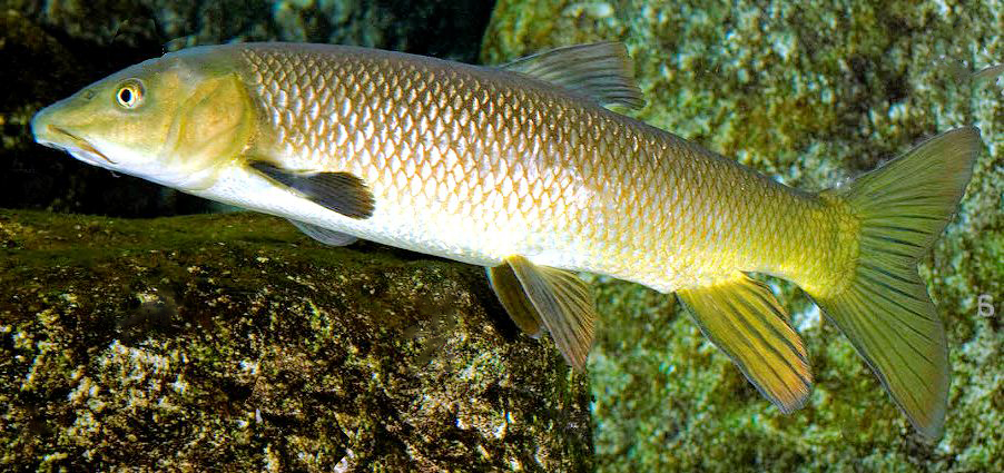 Luciobarbus (Barbus) bocagei_07.jpg